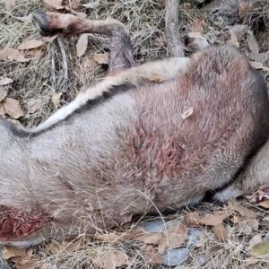 کشف لاشه کل وحشی در منطقه حفاظت‌شده شاهو و کوسالان