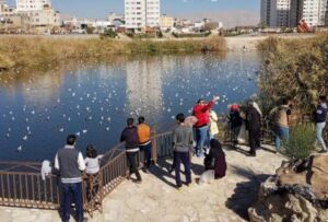 آبگیر پارک فروزان شیراز از خطر سگ ولگرد و موش پاکسازی شد