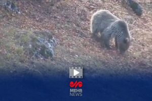 خرس قهوه‌ای مازندران آمادۀ خواب زمستانی می‌شود