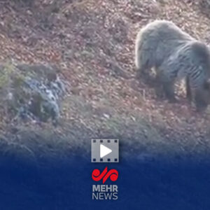 خرس قهوه‌ای مازندران آمادۀ خواب زمستانی می‌شود