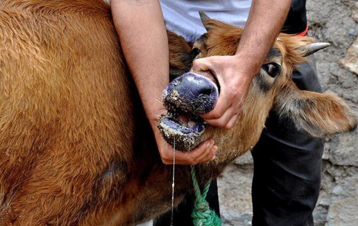 مدیرکل دامپزشکی کرمان: اولین مورد تب برفکی در استان کرمان مشاهده شد