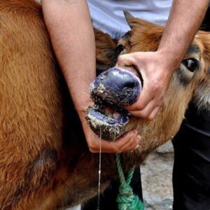 سالاری: دامداران جنوب کرمان در برابر شیوع تب برفکی هوشیار باشند