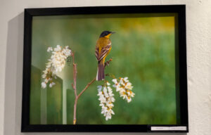 برپایی نمایشگاه گروهی عکس در شهرکرد