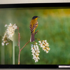 برپایی نمایشگاه گروهی عکس در شهرکرد