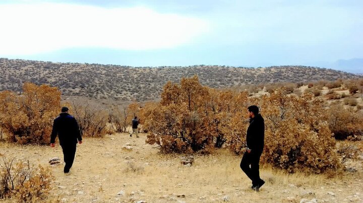 تخریب ۱۱ کوره زغال و کشف سه تن چوب بلوط در فیروزآباد