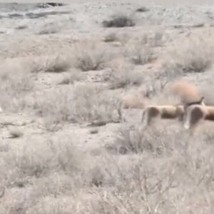 طبیعت بی‌نظیر پارک ملی توران شاهرود