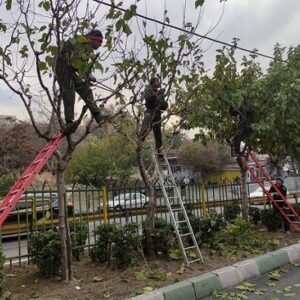 درختان منطقه ۲ آماده فصل زمستان شدند