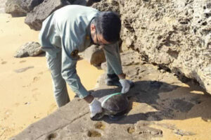 چهار لاک‌پشت پوزه‌عقابی در سواحل قشم تلف شد