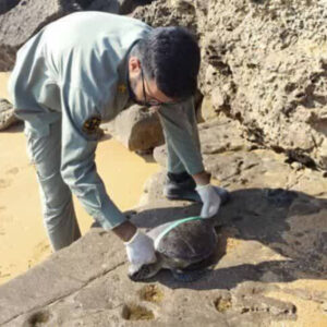 چهار لاک‌پشت پوزه‌عقابی در سواحل قشم تلف شد