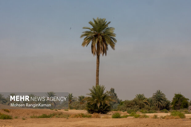 باغ‌های معلق بابل