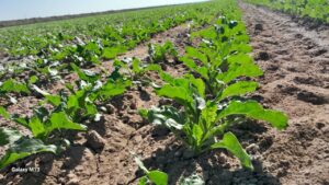 مسروری: کشت ۵ هزار هکتار محصولات پاییزه در بردسکن انجام شد