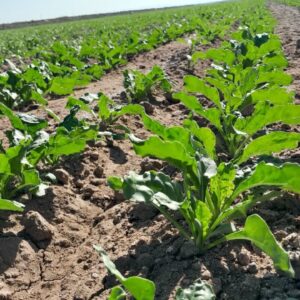 مسروری: کشت ۵ هزار هکتار محصولات پاییزه در بردسکن انجام شد