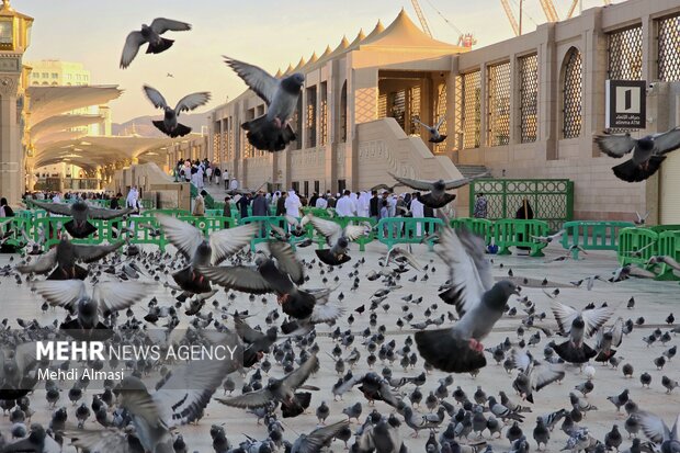 مسجد النبی(ص) در آستانه ولادت حضرت زهرا (س)