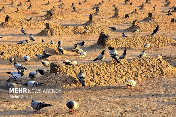 مسجد النبی(ص) در آستانه ولادت حضرت زهرا (س)