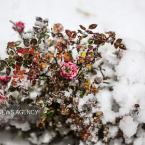 تصاویری از بارش برف در سردشت و قطور در روز چهارشنبه