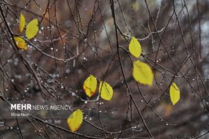 ۴۴ میلی‌متر باران در لرستان بارید/ ثبت بارش ۹۶ میلی‌متری در رومشکان