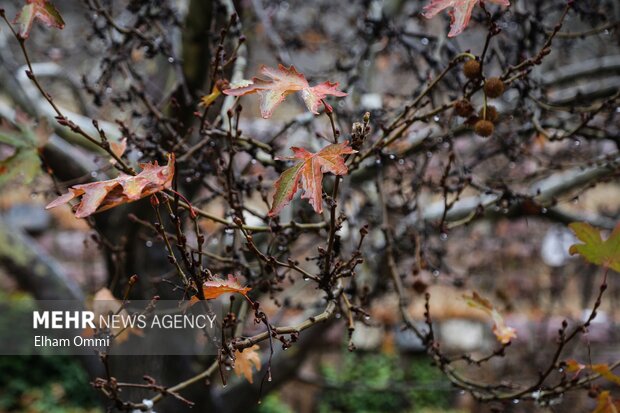 سنندج در آغوش باران؛ پاییزی پر از رنگ و طراوت
