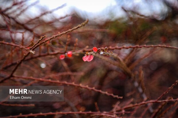 سنندج در آغوش باران؛ پاییزی پر از رنگ و طراوت