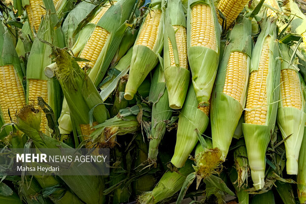 گیلان در یک نگاه