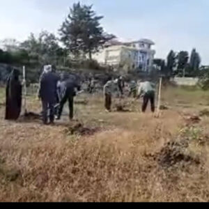 پویش نهالکاری «در سایه مادر» در ساحل مازندران