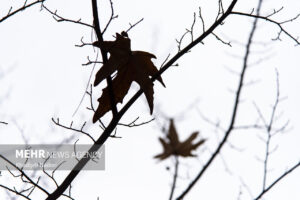 بارش باران پاییزی در شهرستان تربت جام