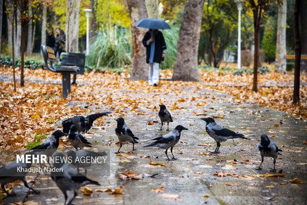 باران پاییزی در چهارباغ اصفهان