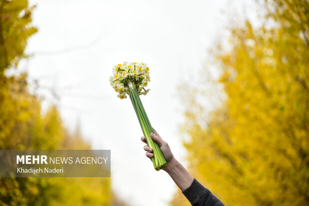 باران پاییزی در چهارباغ اصفهان
