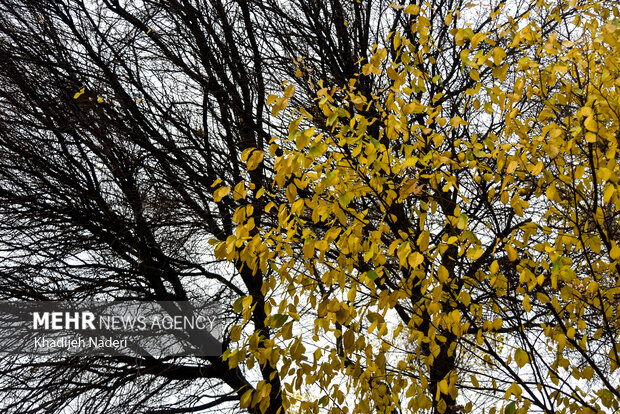 باران پاییزی در چهارباغ اصفهان