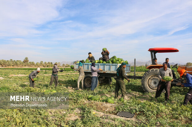 برداشت هندوانه شب یلدا در هشتبندی