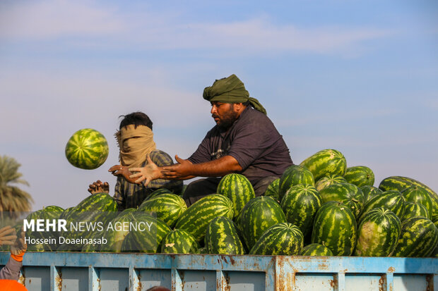 برداشت هندوانه شب یلدا در هشتبندی