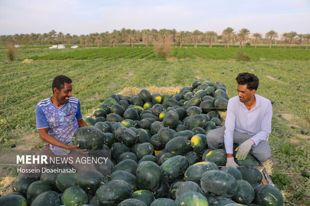 برداشت هندوانه شب یلدا در هشتبندی