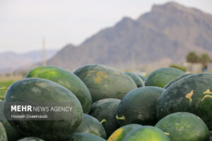 برداشت هندوانه خارج از فصل در میناب آغاز شد