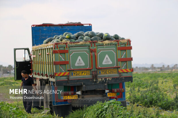 برداشت هندوانه شب یلدا در هشتبندی