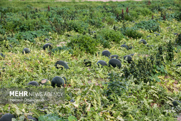 برداشت هندوانه شب یلدا در هشتبندی