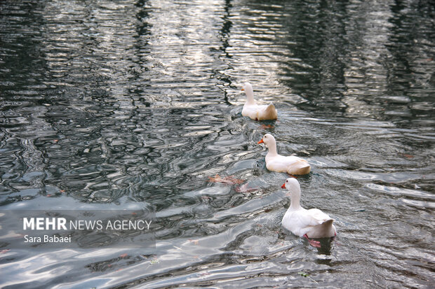 پاییز در طاق‌بستان؛ تلاقی رنگ‌های فصل با تاریخ سنگی کرمانشاه
