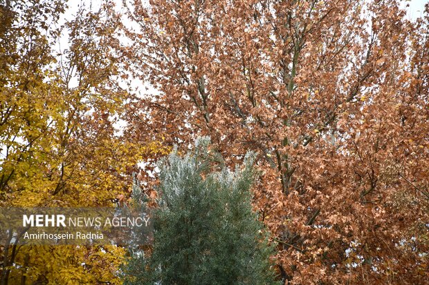 اولین بارش پاییزی باران در بیرجند