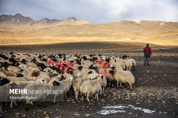 دامداری،یکی از مشاغل مردان روستای حسن رباط اصفهان