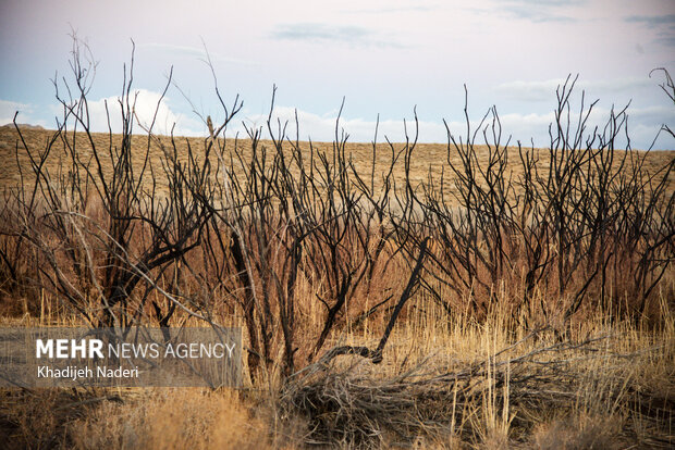 پوشش گیاهی روستا که متاسفانه توسط گردشگران به وسعت زیادی دچار حرق شده بود.