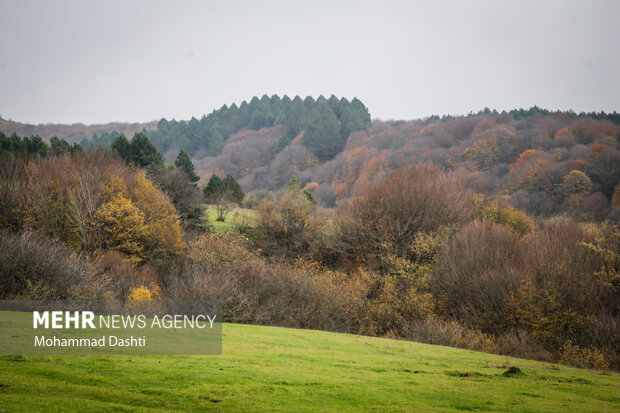 پاییز در جنگل فندقلو نمین