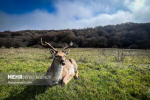 پاییز در جنگل فندقلو نمین