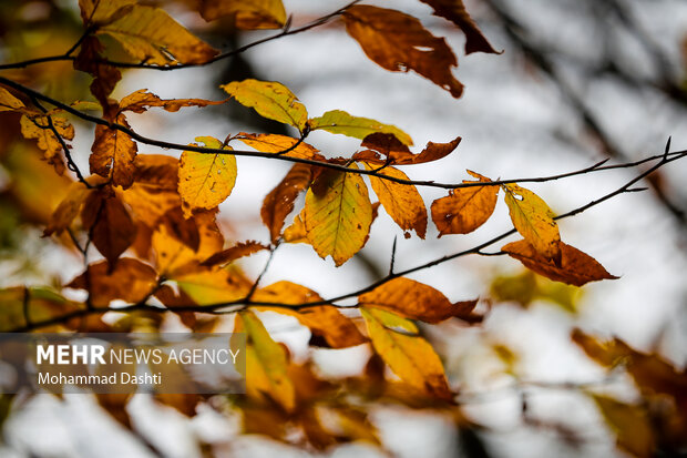 پاییز در جنگل فندقلو نمین