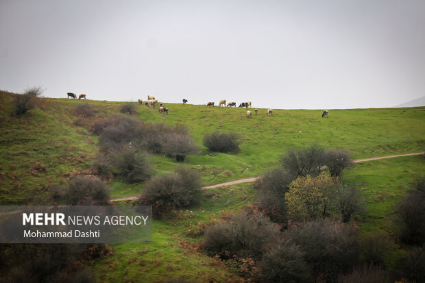 پاییز در جنگل فندقلو نمین