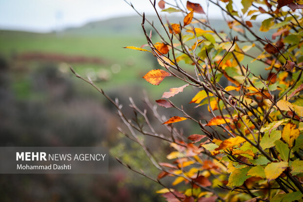 پاییز در جنگل فندقلو نمین