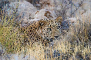گرفتار شده یک قلاده پلنگ در تله شکارچیان فاریاب