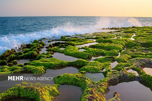 پرورش جلبک؛ ظرفیت نوین چابهار برای توسعه اقتصاد دریا محور