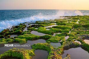 پرورش جلبک؛ ظرفیت نوین چابهار برای توسعه اقتصاد دریا محور