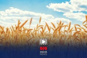 امیدواری دولت به بهبود کشت گندم با بارش‌های اخیر