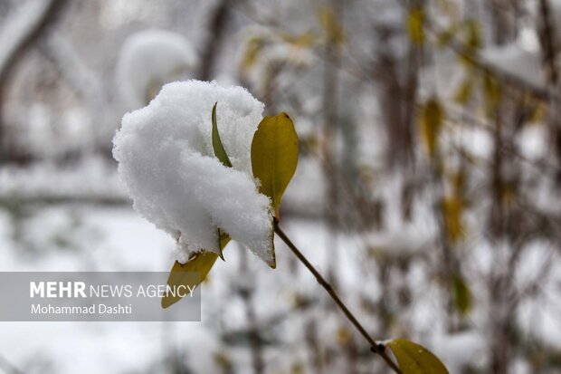 بارش اولین برف پاییزی در اردبیل