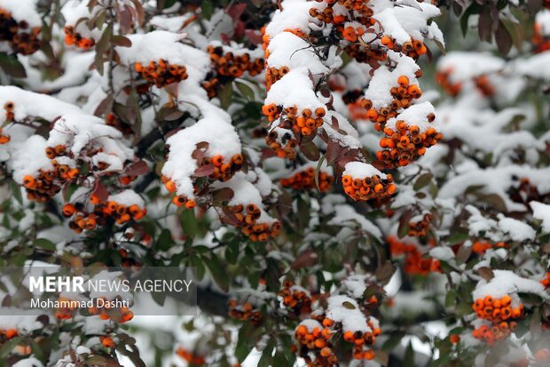 بارش اولین برف پاییزی در اردبیل