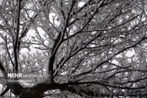 تصاویری از بارش برف در شهرستان طرقبه